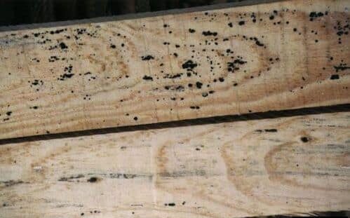 Le bois présente des moisissures (noires)